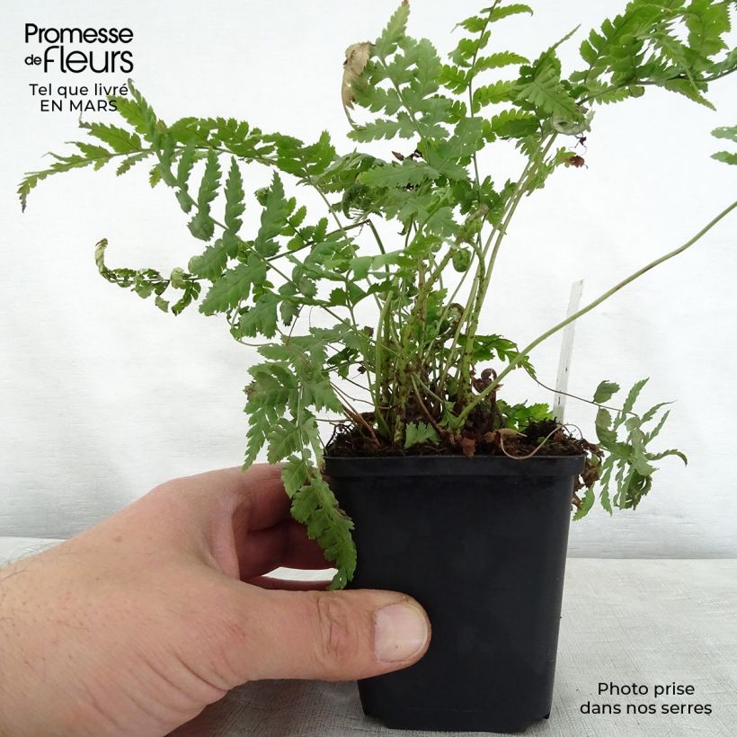 Example of Dryopteris stewartii - Fougère Godet de 8/9 cm as you get in printemps
