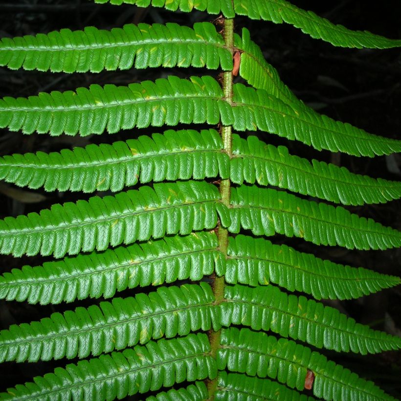 Dryopteris wallichiana - Fougère (Foliage)