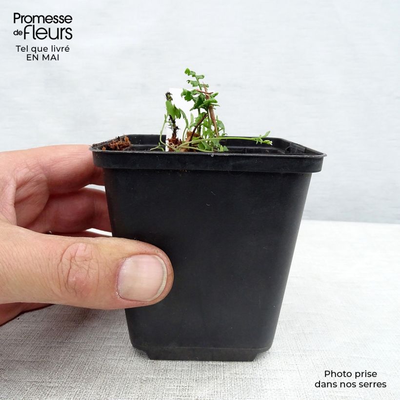 Example of Dryopteris wallichiana - Fougère Godet de 8/9 cm as you get in printemps