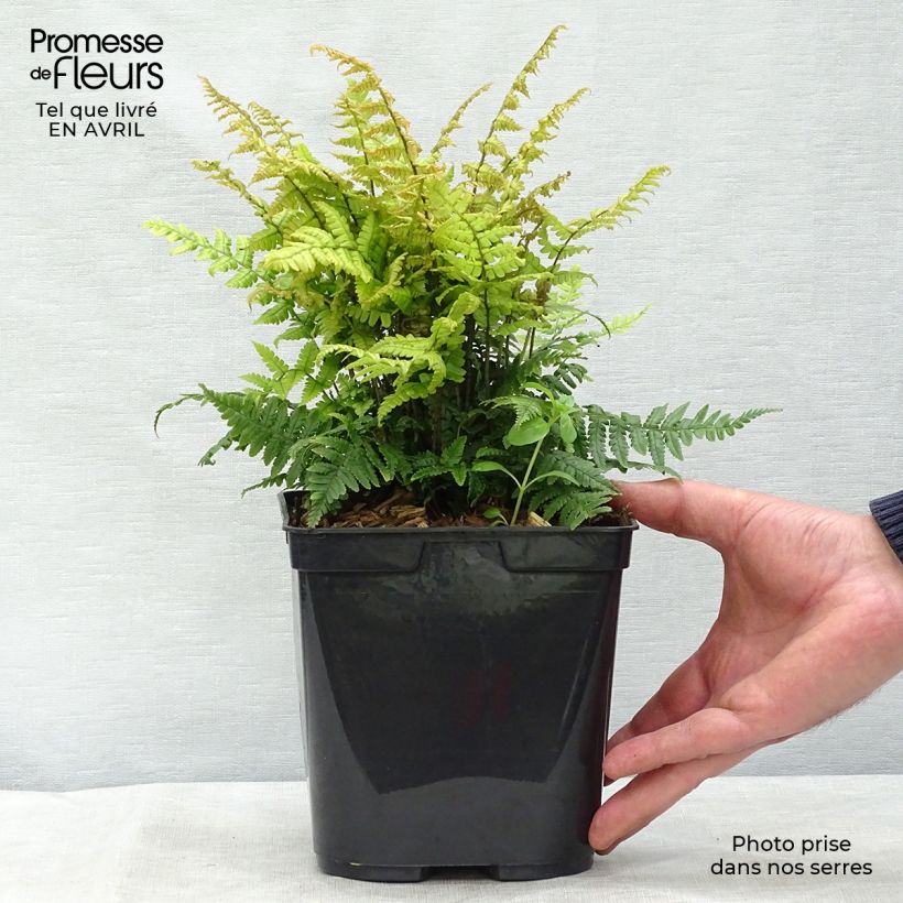 Spécimen de Dryopteris wallichiana Jurassic Gold - Fougère Pot de 2L/3L tel que livré au printemps