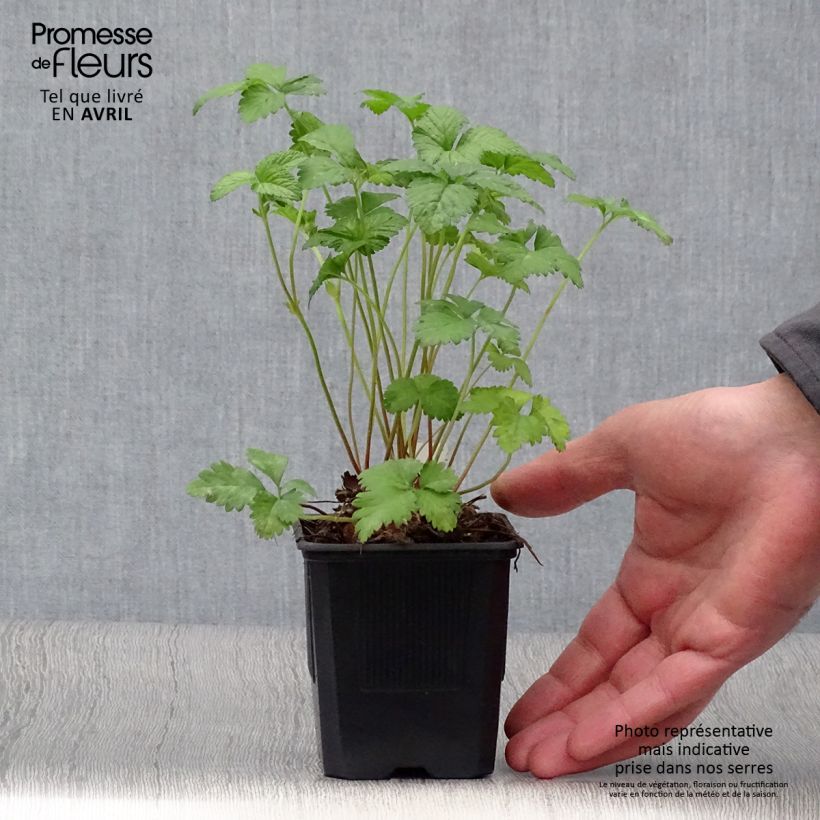 Spécimen de Duchesnea indica - Fraisier des Indes Godet de 8/9 cm tel que livré au printemps