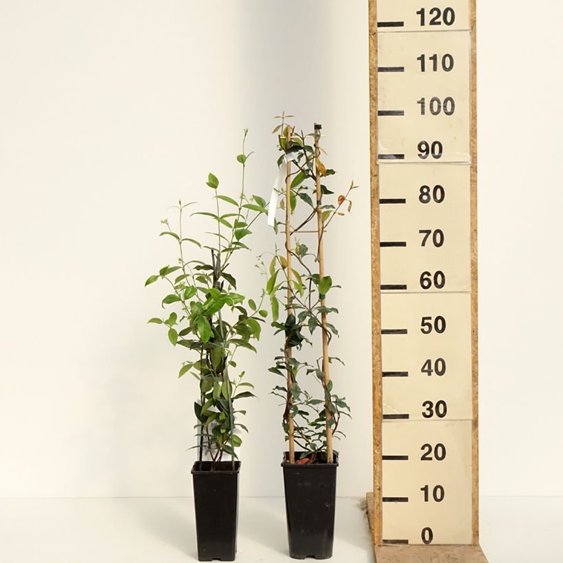 Example of Duo Jasmins étoilés as you get in printemps