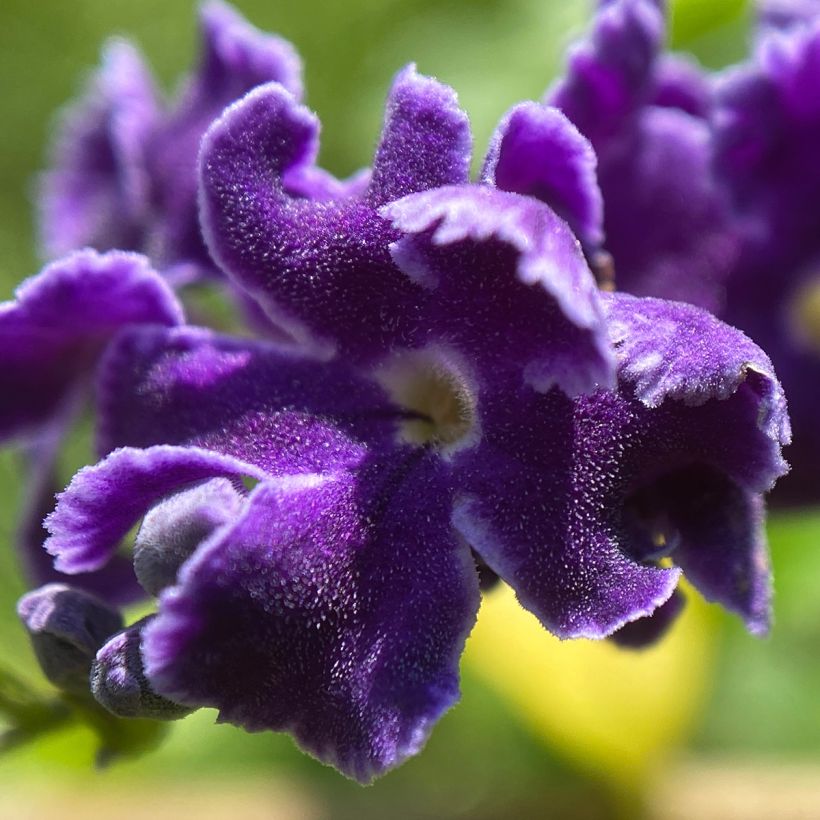 Duranta repens ou erecta - Vanillier de Cayenne (Floraison)