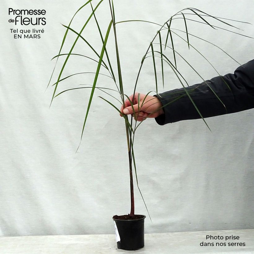 Example of Dypsis plumosa - Palmier plumeux Pot de 12 cm / 13 cm as you get in printemps