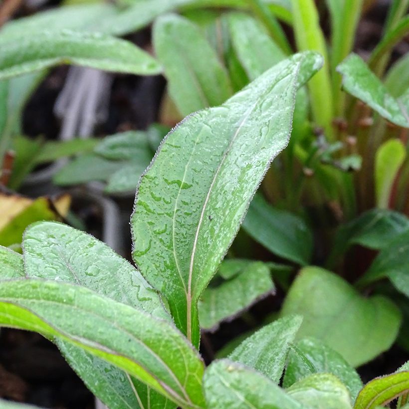 Echinacea Kismet Orange Intense - Echinacée (Foliage)