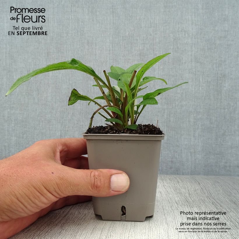 Spécimen de Echinacea Kismet Raspberry - Echinacée Godet de 8/9 cm tel que livré en automne