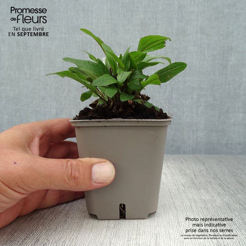 Spécimen de Echinacea Kismet Rouge (Red) - Echinacée Godet de 8/9 cm tel que livré en automne