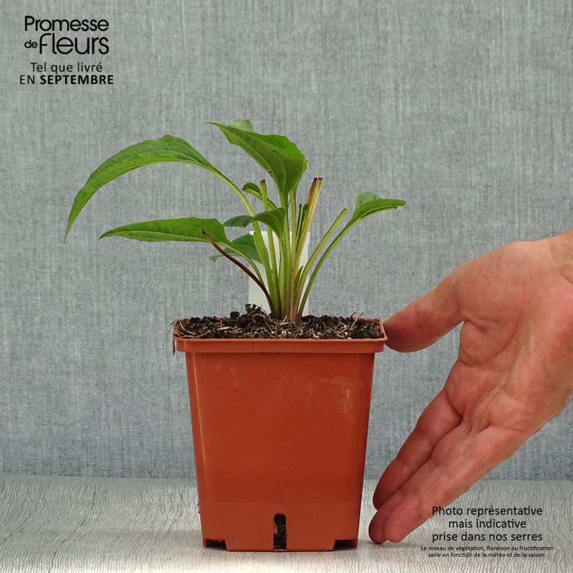 Spécimen de Echinacea purpurea Summer Cocktail Pot de 1L/1,5L tel que livré en automne