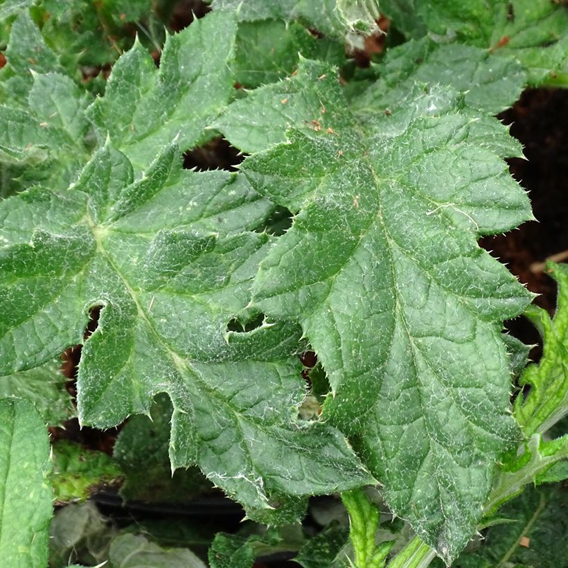 Echinops bannaticus Taplow Blue - Chardon boule (Foliage)