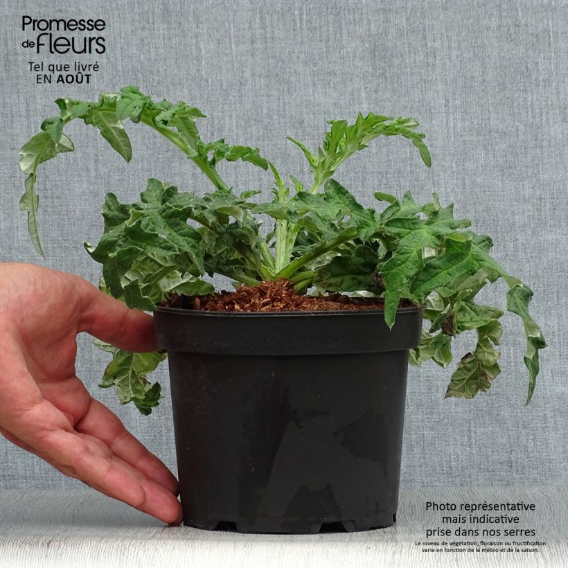 Spécimen de Echinops bannaticus Taplow Blue - Chardon boule Pot de 2L/3L tel que livré en été