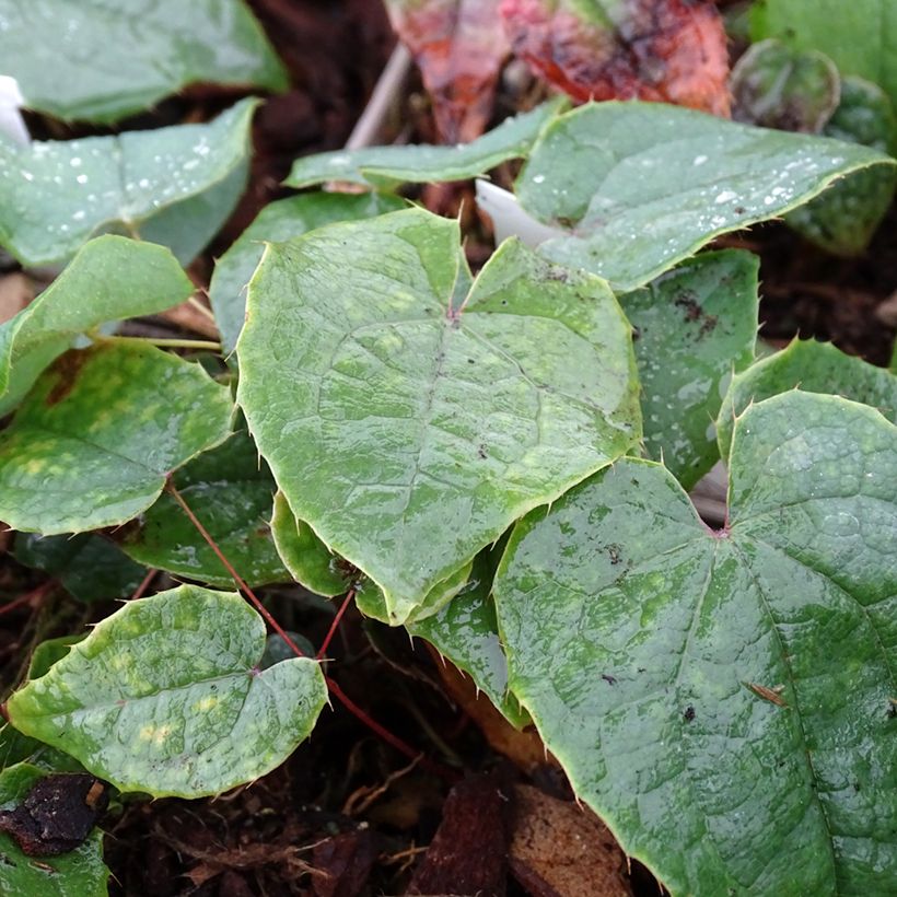 Epimedium brachyrrhizum - Fleur des Elfes (Foliage)