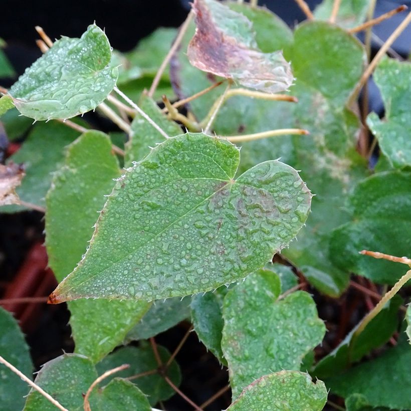 Epimedium rubrum Galadriel - Fleur des Elfes (Foliage)