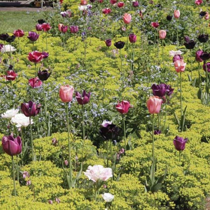 Euphorbe Petit-Cyprès - Euphorbia cyparissias (Plant habit)