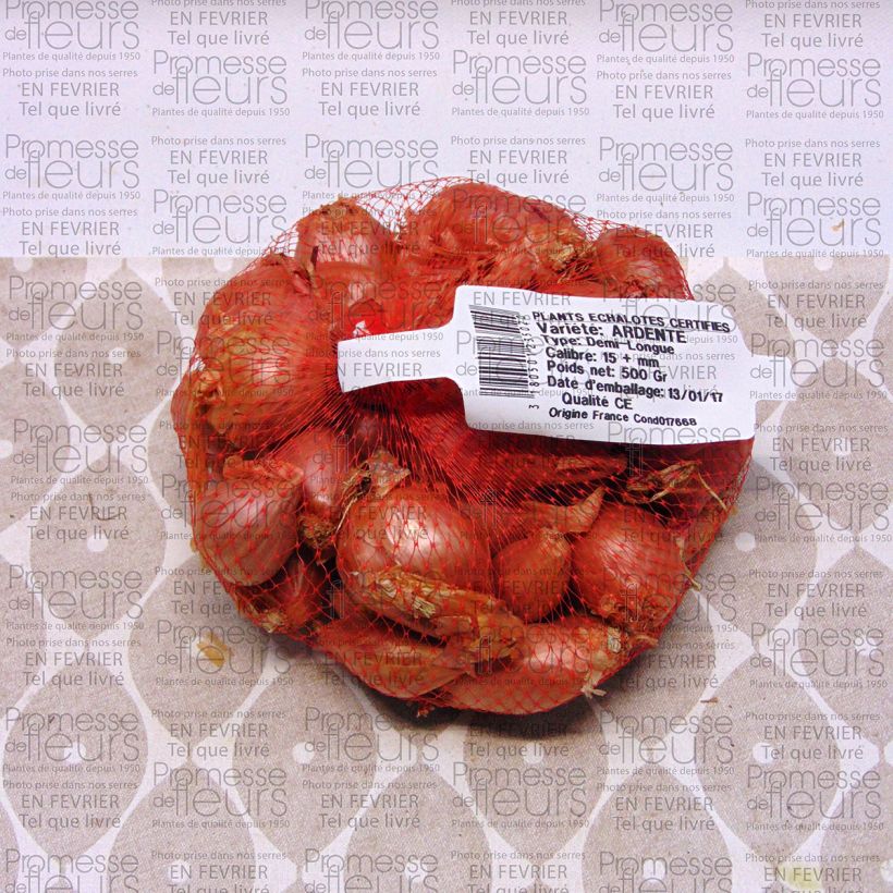 Exemple de spécimen de Echalote Ardente Pièce calibre 35/+ mm, Sac de 500g tel que livré