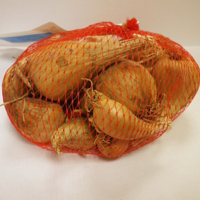 Example of Echalote Griselle en plants (plantation d'automne) Pièce calibre 15/35 mm, Sac de 500g as you get