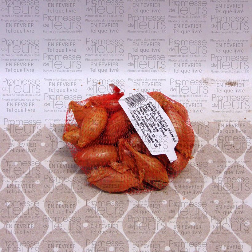 Example of Echalote Longor - Allium cepa en plants Pièce calibre 15/35 mm, Sac de 500g as you get