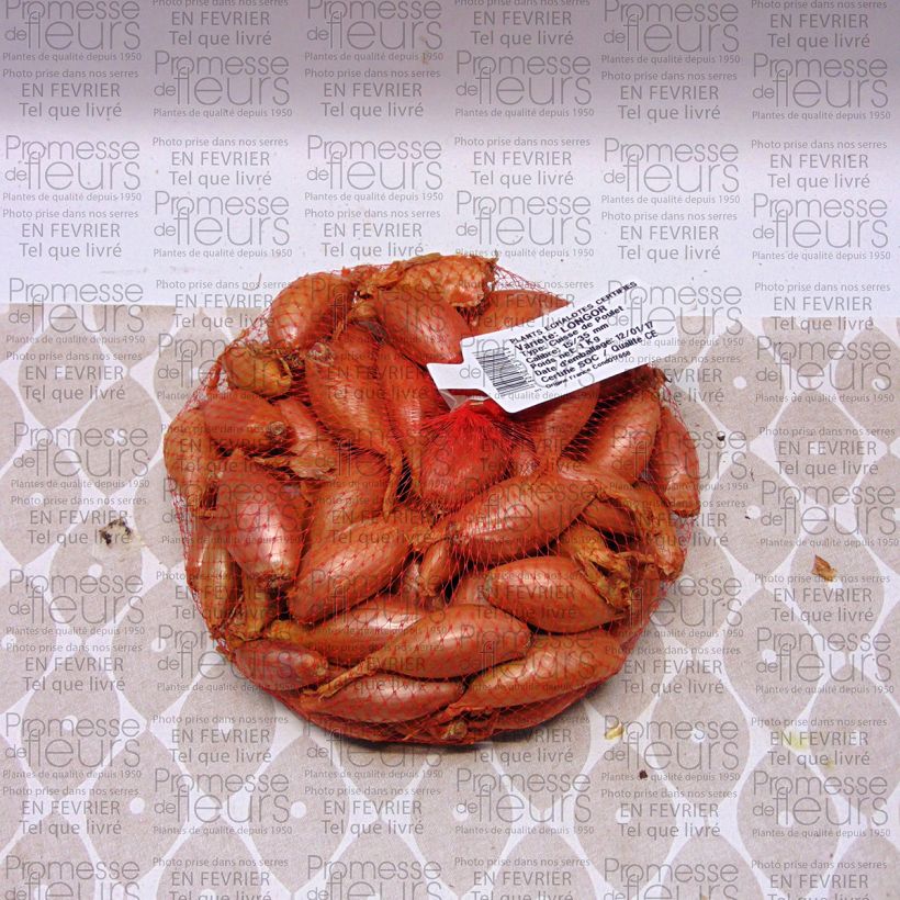 Example of Echalote Longor - Allium cepa en plants Pièce, Sac de 1Kg (env. 40 plants) as you get