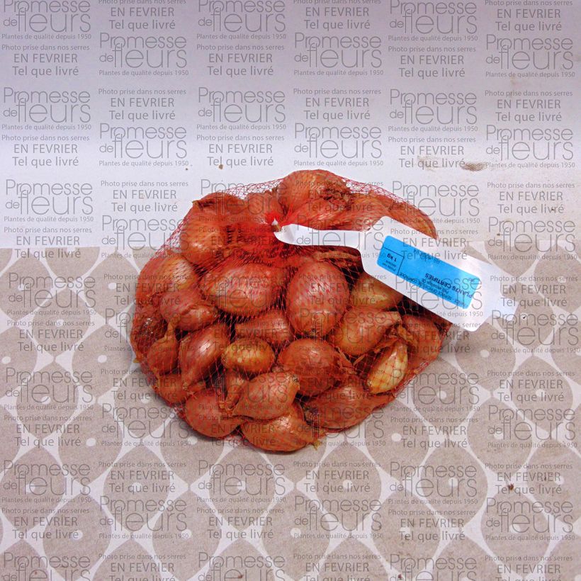 Example of Echalote Mikor- Allium cepa en plants Pièce, Sac de 1Kg (env. 40 plants) as you get