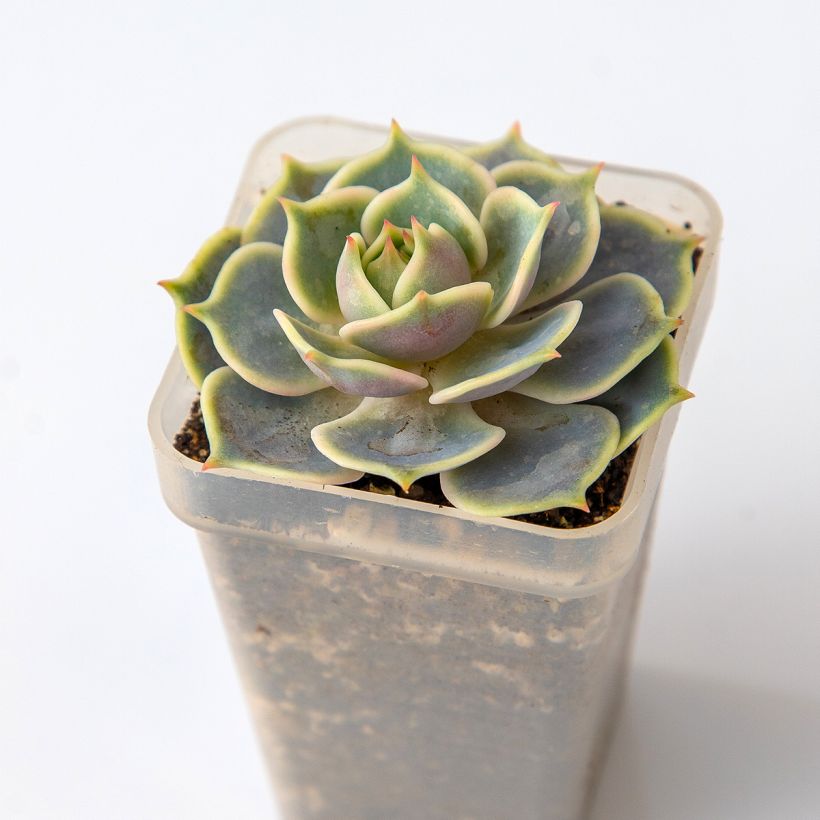 Echeveria Lola (Foliage)