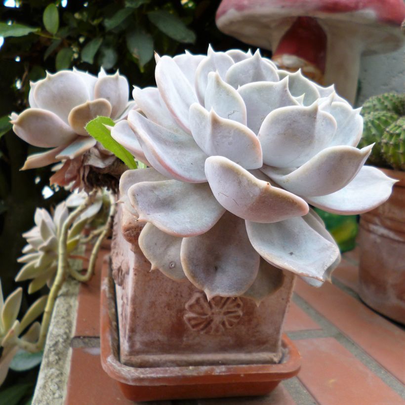 Echeveria Lola (Plant habit)