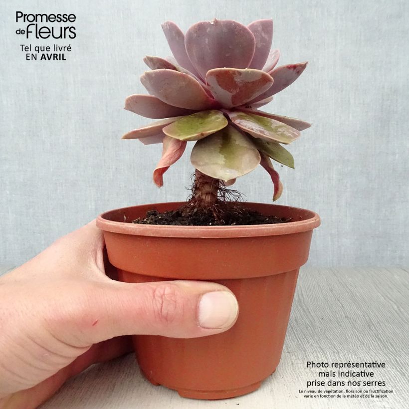 Example of Echeveria Perle Von Nürnberg Pot de 12 cm / 13 cm as you get in printemps