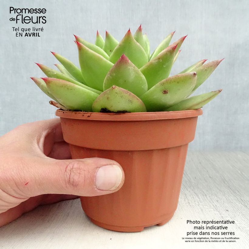 Spécimen de Echeveria agavoides Ebony Pot de 12 cm / 13 cm tel que livré au printemps