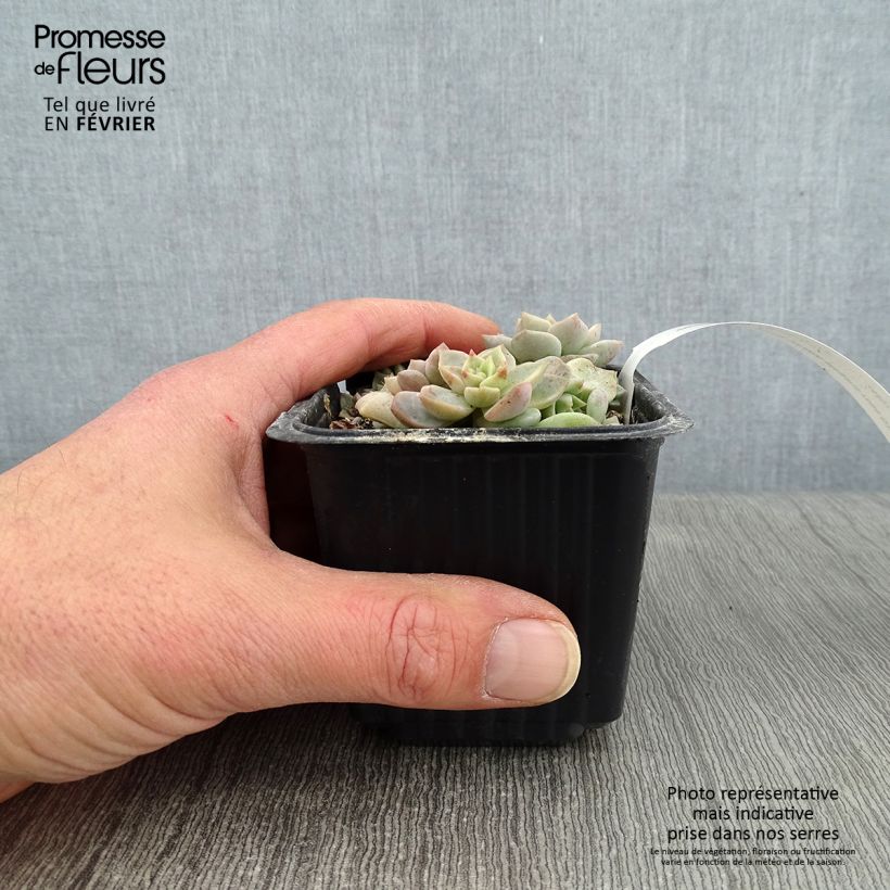 Spécimen de Echeveria elegans Rose Godet de 8/9 cm tel que livré en hiver