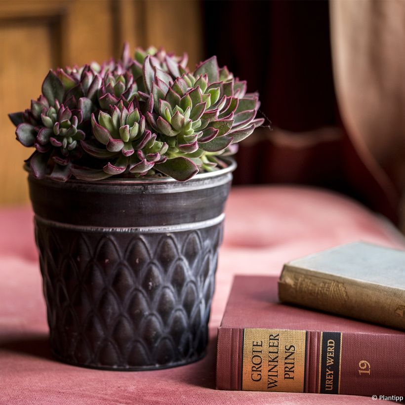 Echeveria hybride Devotion (Plant habit)