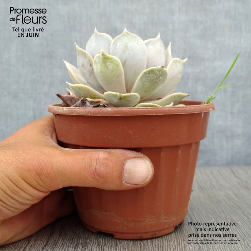 Spécimen de Echeveria lilacina Pot de 1,5L/2L tel que livré en été