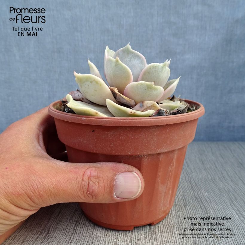 Example of Echeveria lilacina Pot de 1,5L/2L as you get in printemps
