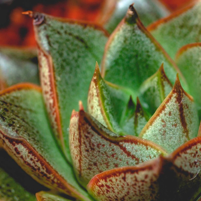 Echeveria purpusiorum (Foliage)
