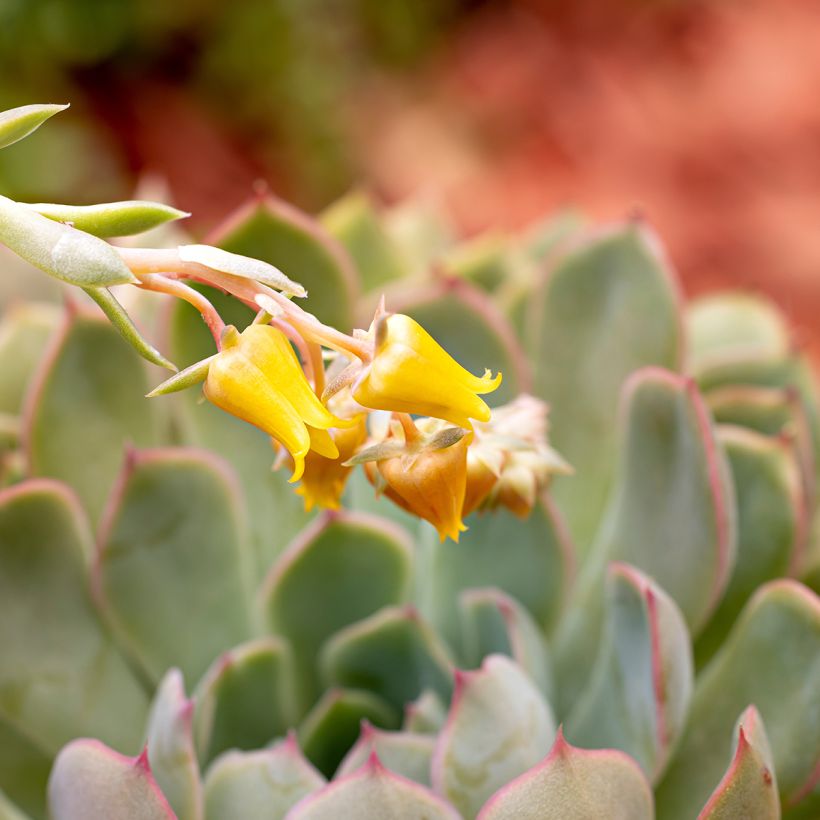 Echeveria pulidonis (Floraison)