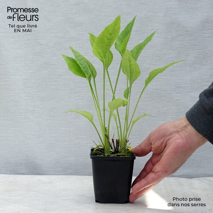 Example of Echinacea Aloha - Echinacée Godet de 8/9 cm as you get in printemps