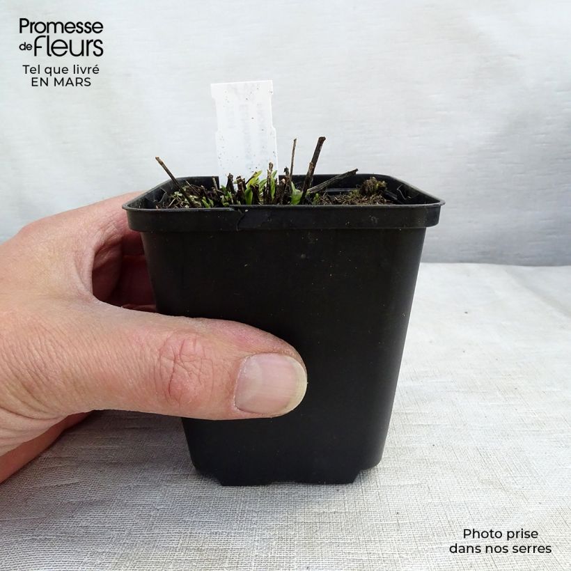 Spécimen de Echinacea Avalanche - Echinacée Godet de 8/9 cm tel que livré au printemps