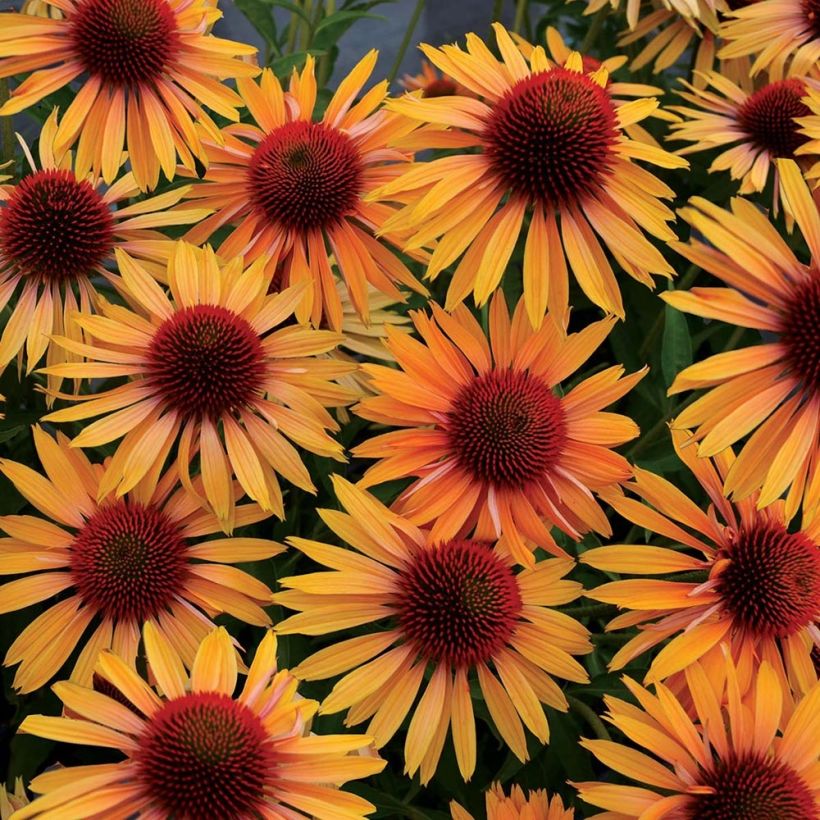 Echinacea Big Kahuna - Echinacée (Flowering)