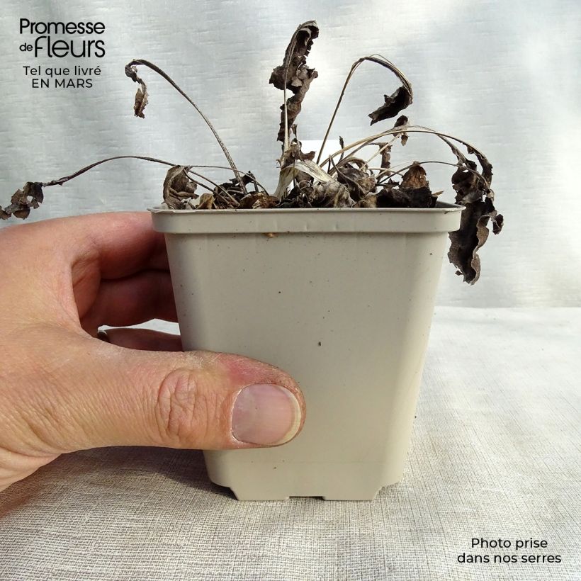 Example of Echinacea Big Kahuna - Echinacée Godet de 8/9 cm as you get in printemps