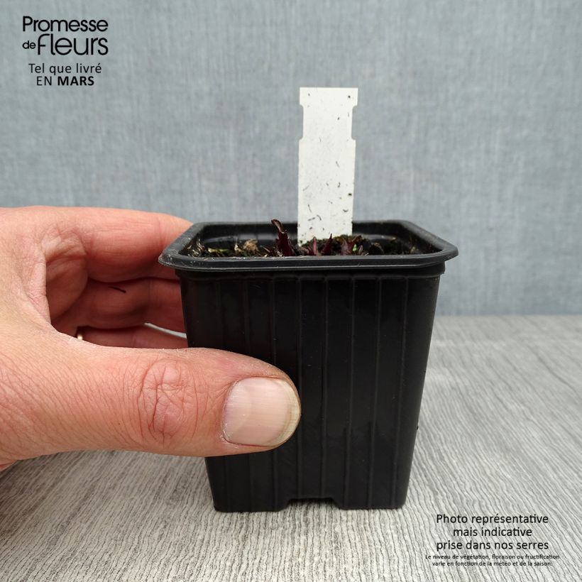 Example of Echinacea Butterfly Kisses - Echinacée Godet de 8/9 cm as you get in printemps