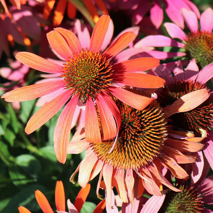Echinacea Cheyenne Spirit - Echinacée (Flowering)