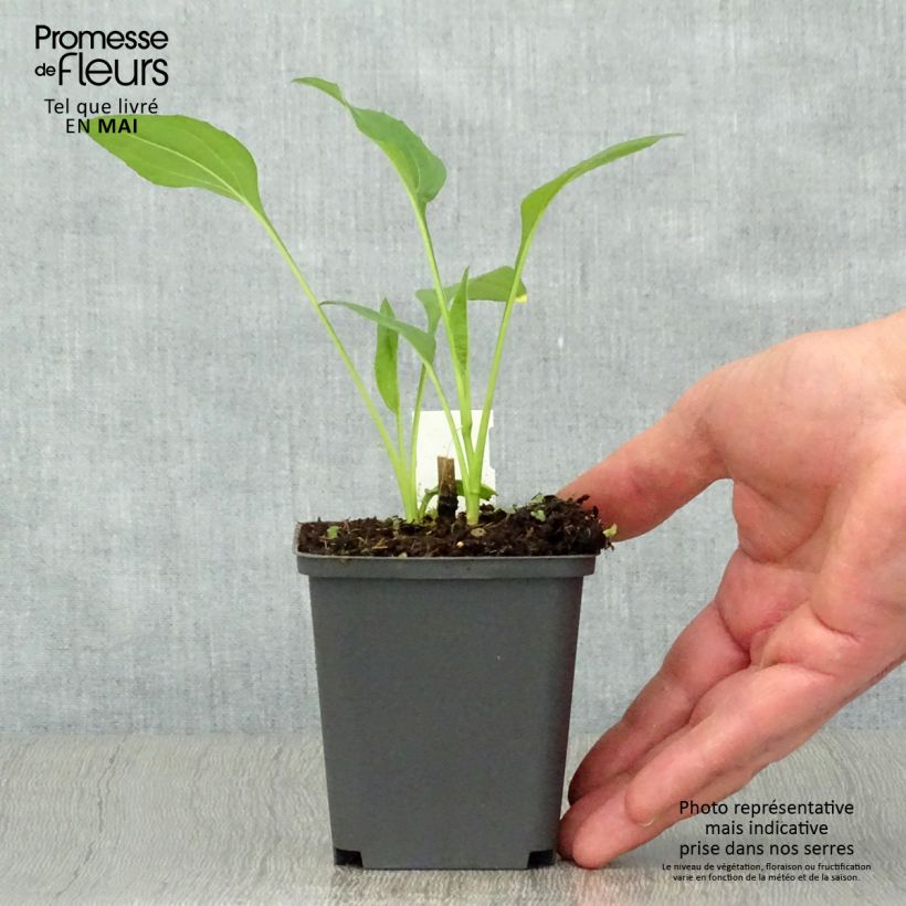 Example of Echinacea Chiquita - Echinacée Godet de 8/9 cm as you get in printemps