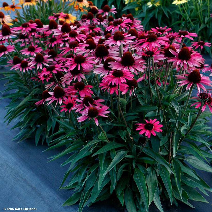 Echinacea Dark Shadows Wicked - Echinacée (Port)