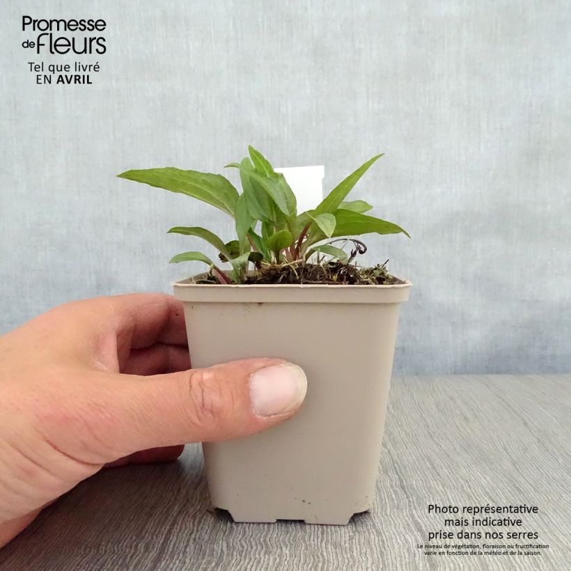 Example of Echinacea Eccentric - Echinacée Godet de 8/9 cm as you get in printemps