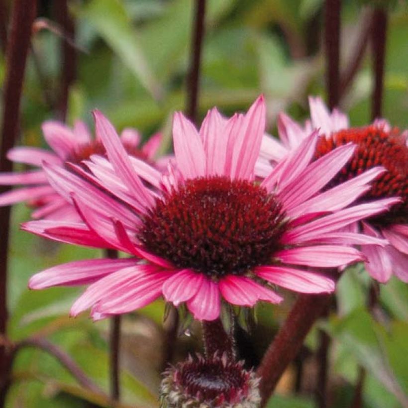 Echinacea Fatal Attraction - Echinacée (Flowering)