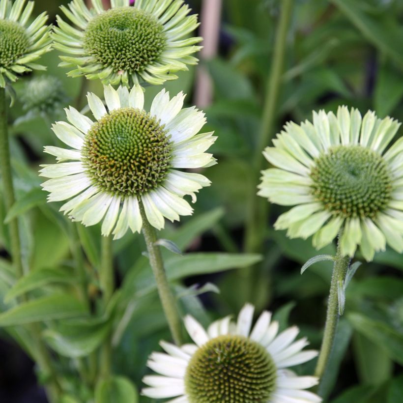Echinacea Green Jewel - Echinacée (Flowering)