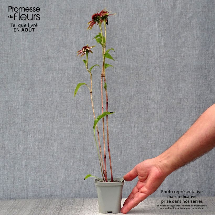 Spécimen de Echinacea Green Jewel - Echinacée Godet de 8/9 cm tel que livré en été
