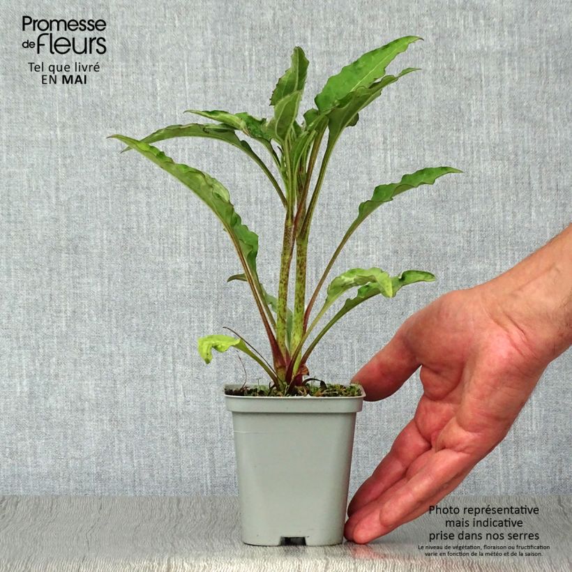 Example of Echinacea Green Jewel - Echinacée Godet de 8/9 cm as you get in printemps