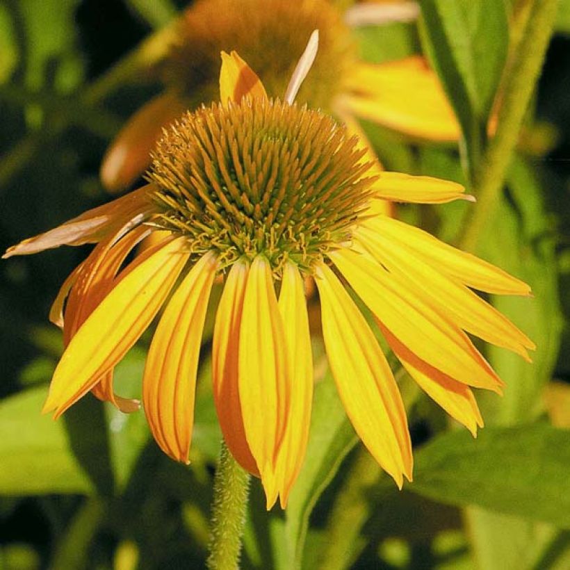 Echinacea Harvest Moon - Echinacée (Flowering)