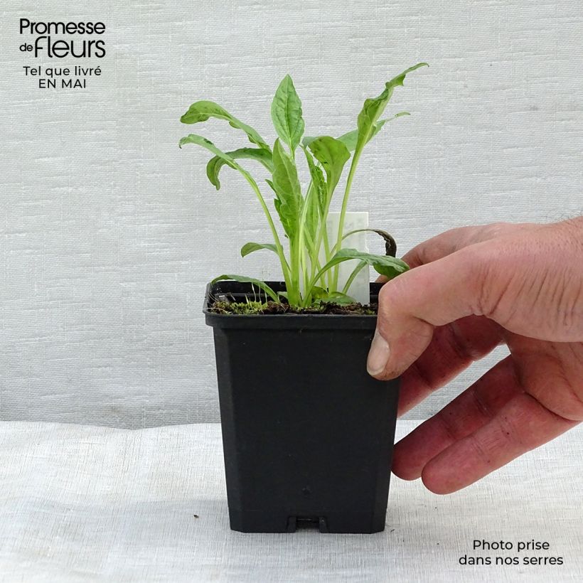 Example of Echinacea Harvest Moon - Echinacée Godet de 8/9 cm as you get in printemps