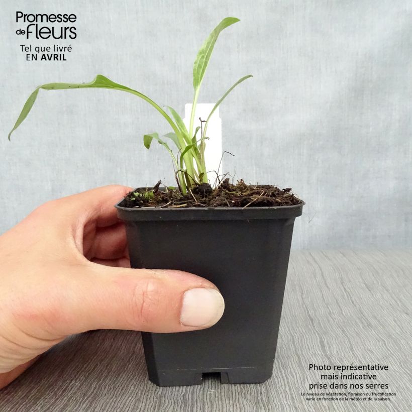 Spécimen de Echinacea Hot Papaya - Echinacée Godet de 8/9 cm tel que livré au printemps