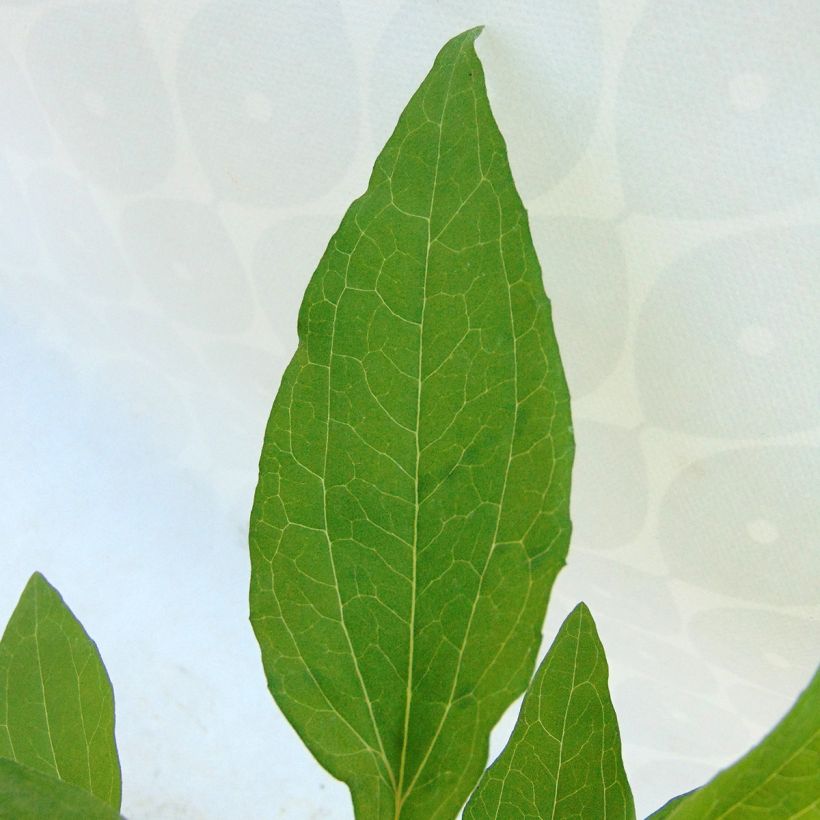 Echinacea Hot Summer - Echinacée (Foliage)