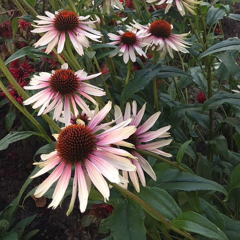 Echinacea JS Engeltje Pretty Parasols - Echinacée (Floraison)
